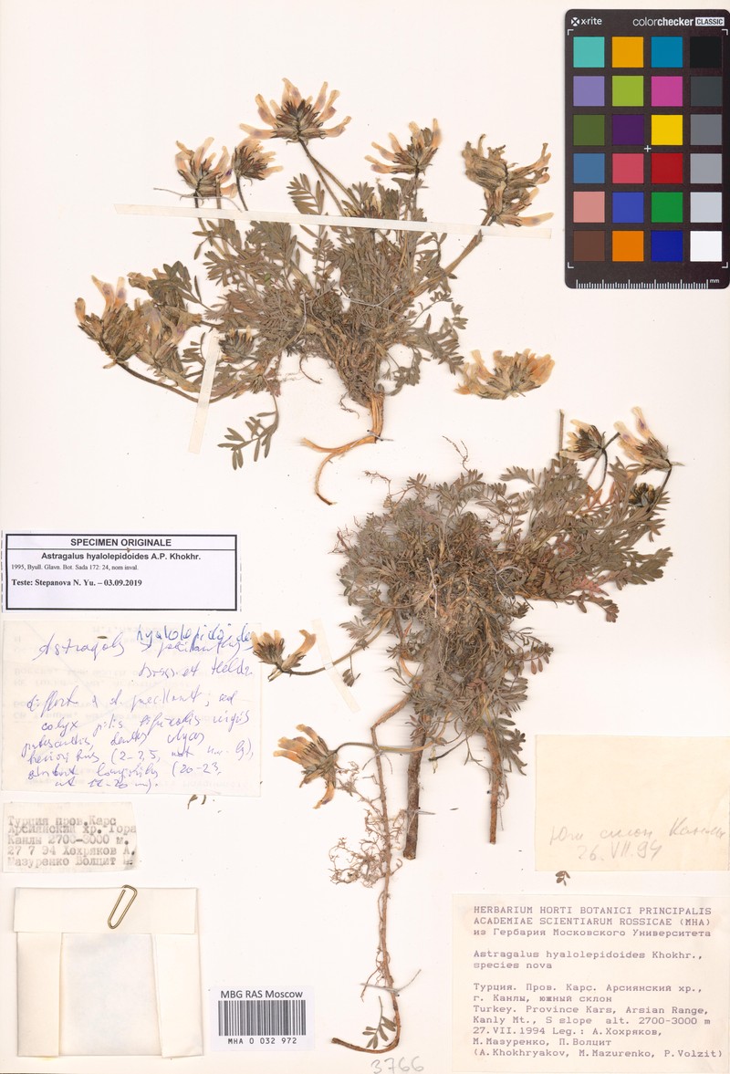 Astragalus hyalolepidoides photo 2