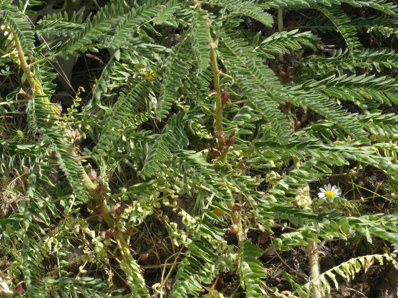 Astragalus hymenocalyx