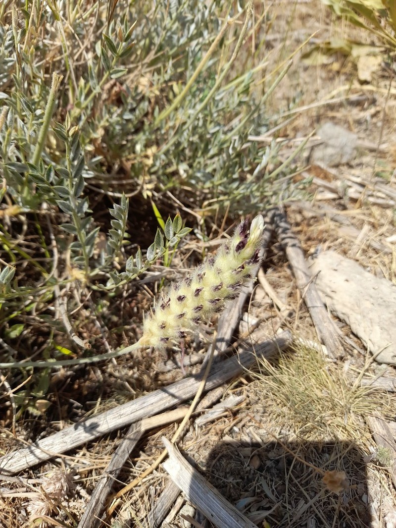 Astragalus hymenostegis