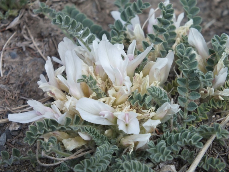 Astragalus hypogaeus