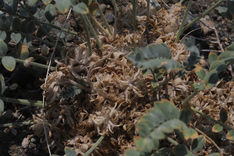Astragalus hypogaeus photo 2