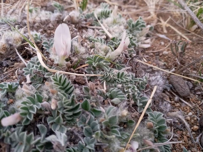 Astragalus hypogaeus photo 3