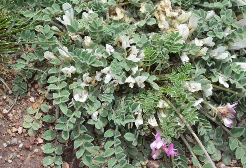 Astragalus hypogaeus photo 4