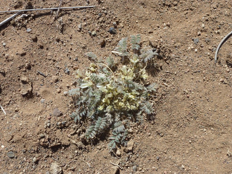Astragalus hypogaeus photo 5