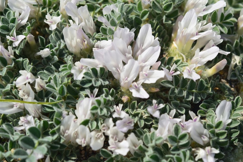 Astragalus hypogaeus photo 6