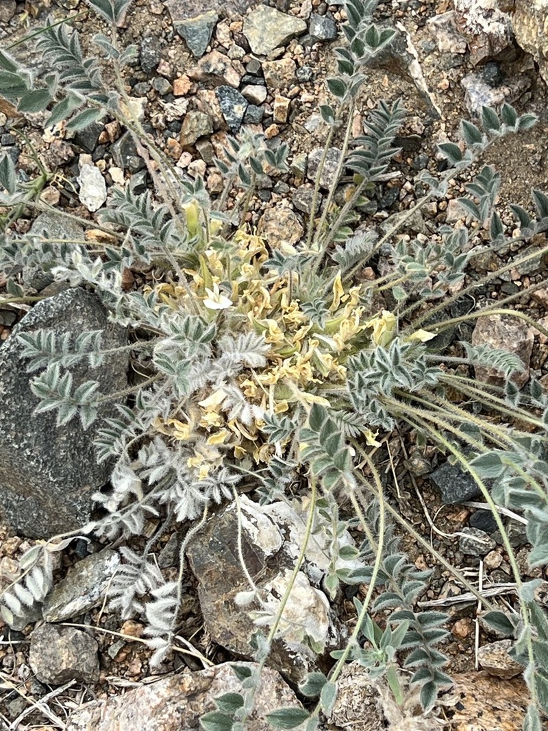 Astragalus hypogaeus photo 7