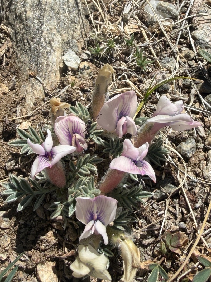Astragalus hypogaeus photo 8