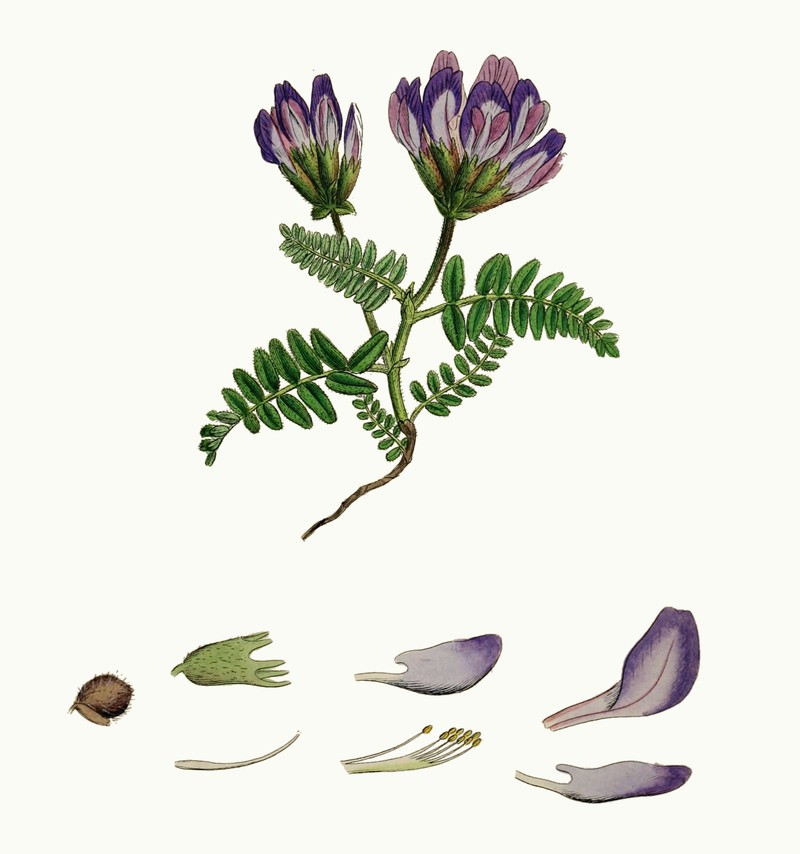 Astragalus hypoglottis