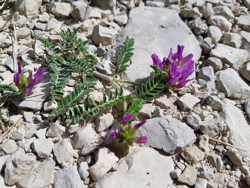 Astragalus hypoglottis photo 2