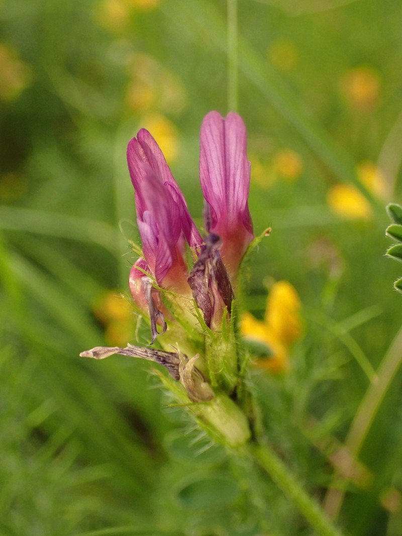 Astragalus hypoglottis photo 3