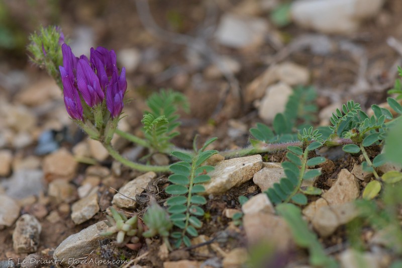 Astragalus hypoglottis photo 4