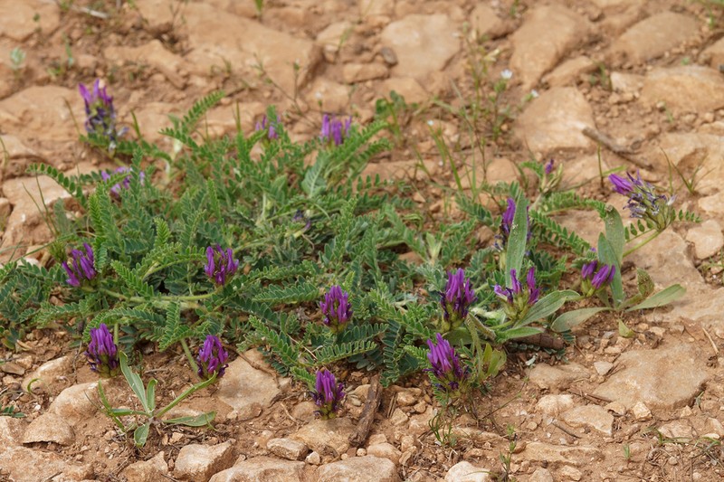 Astragalus hypoglottis photo 5