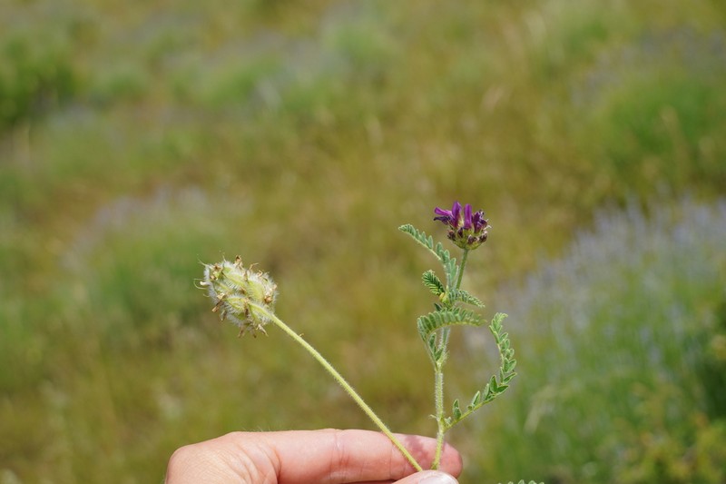 Astragalus hypoglottis photo 6
