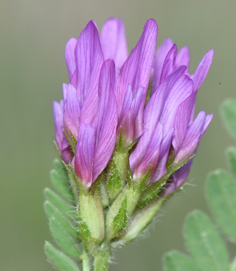 Astragalus hypoglottis photo 7