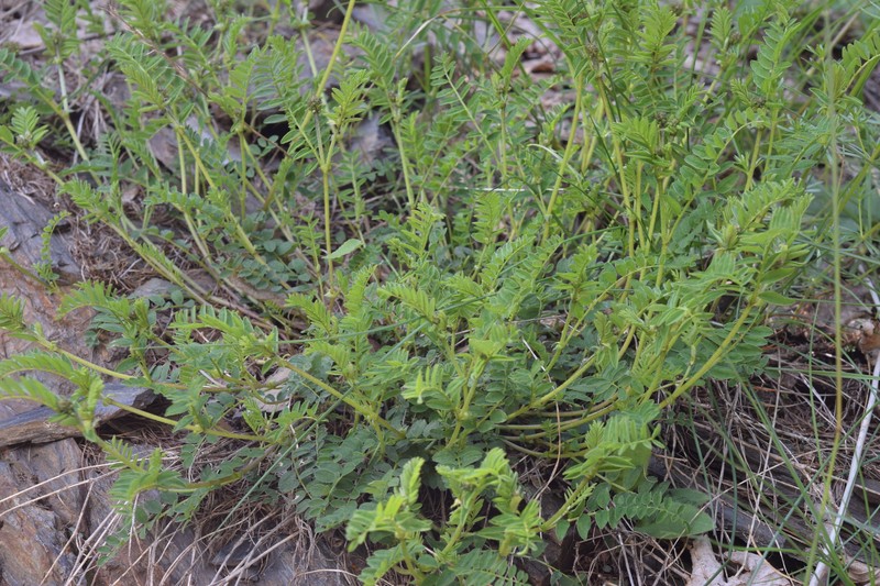 Astragalus hypoglottis subsp. gremlii