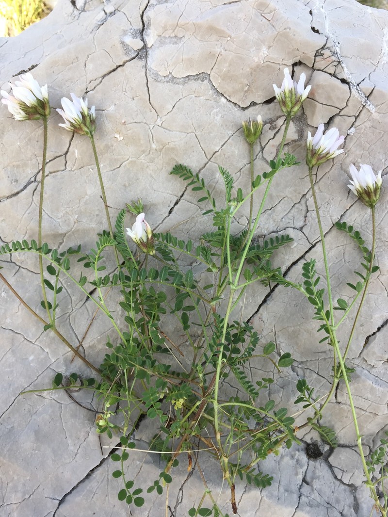 Astragalus hypoglottis subsp. gremlii photo 2