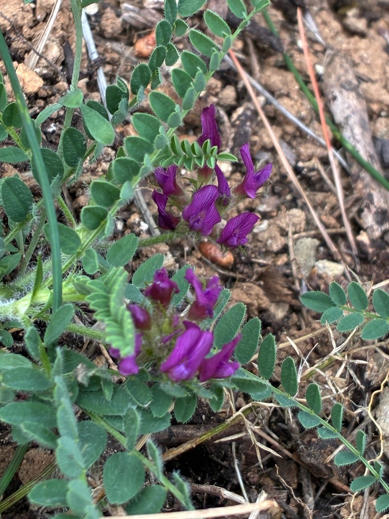 Astragalus hypoglottis subsp. hypoglottis