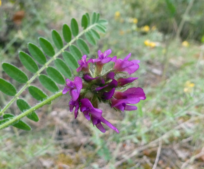 Astragalus hypoglottis subsp. hypoglottis photo 2