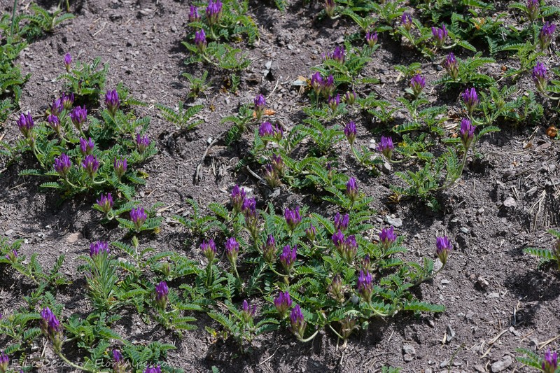 Astragalus hypoglottis subsp. hypoglottis photo 3