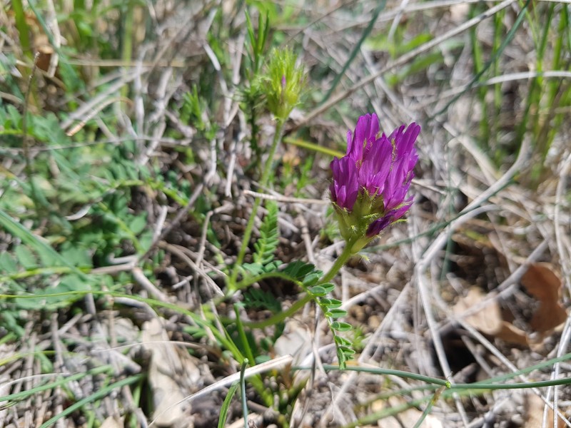 Astragalus hypoglottis subsp. hypoglottis photo 4