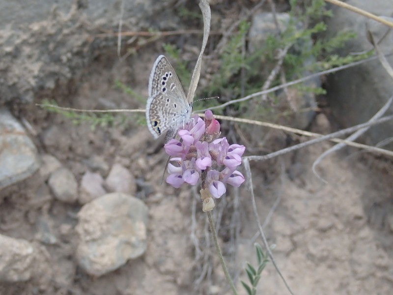 Astragalus hypoleucus photo 2
