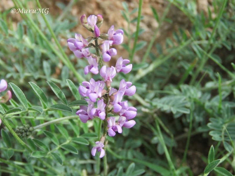 Astragalus hypoleucus photo 3