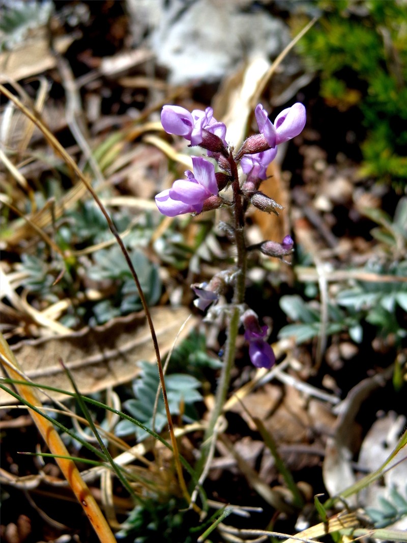 Astragalus hypoleucus photo 4