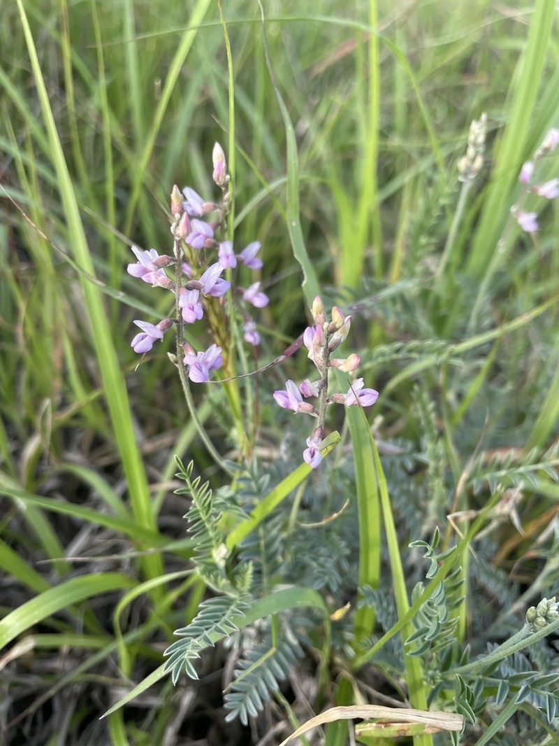 Astragalus hypoleucus photo 5
