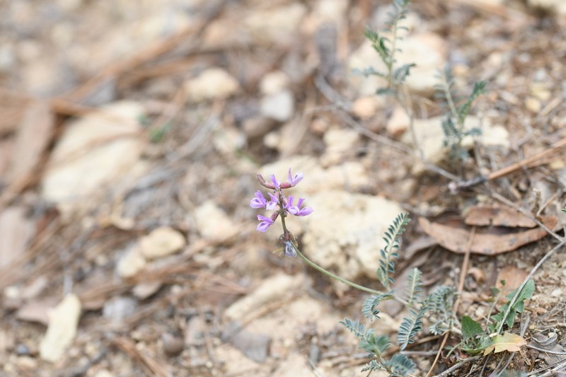 Astragalus hypoleucus photo 6