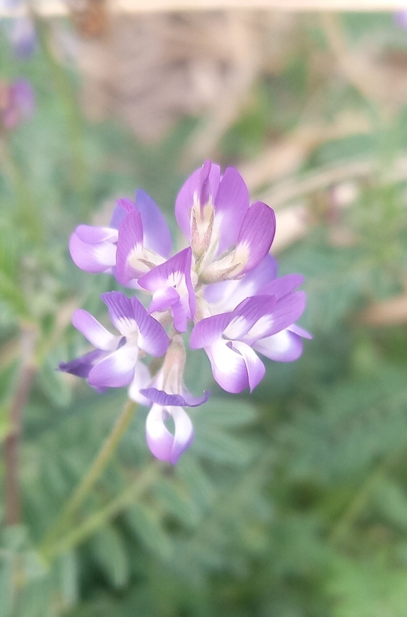 Astragalus hypoleucus photo 7