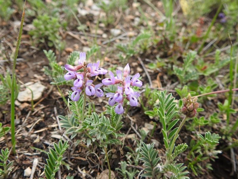 Astragalus hypoleucus photo 8