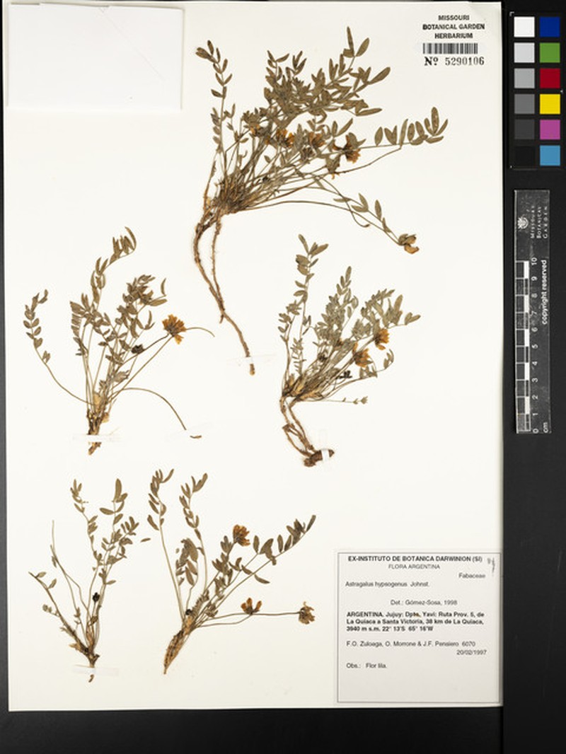 Astragalus hypsogenus