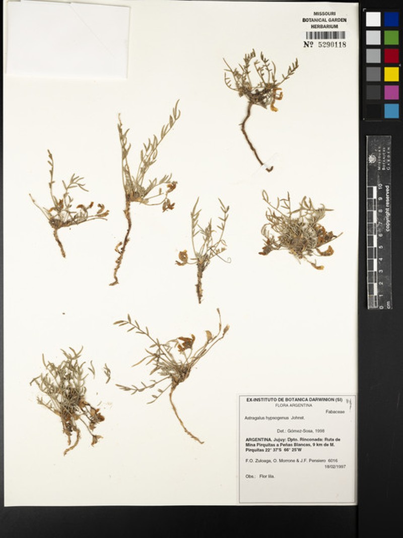 Astragalus hypsogenus photo 2