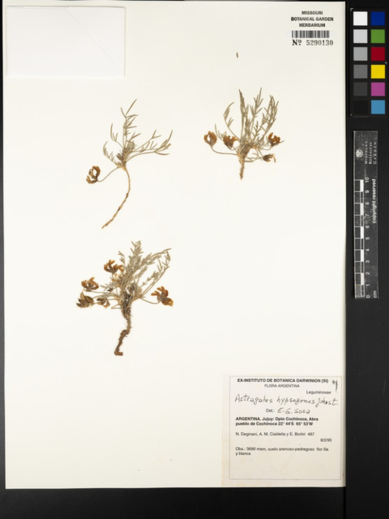 Astragalus hypsogenus photo 3