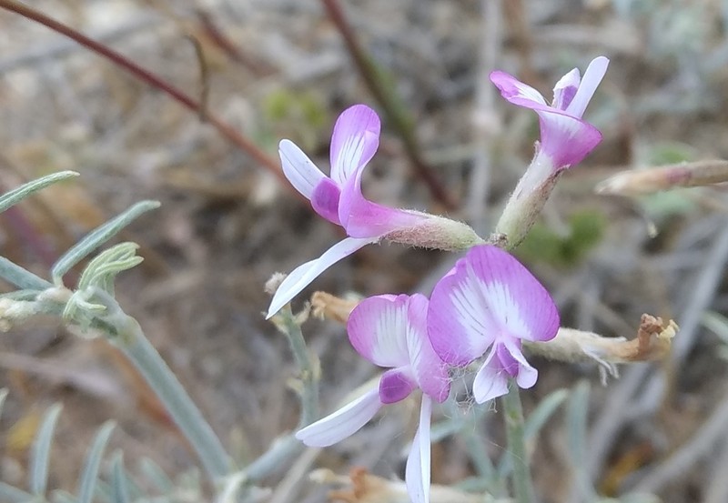 Astragalus hyrcanus photo 2