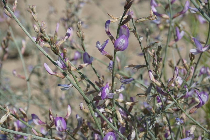 Astragalus hyrcanus photo 3