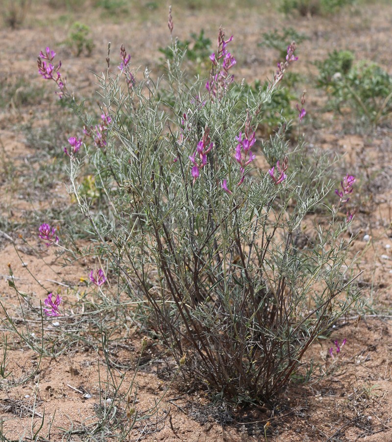 Astragalus hyrcanus photo 4