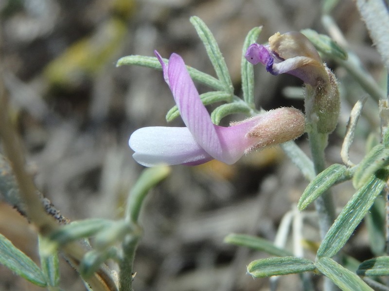Astragalus hyrcanus photo 5