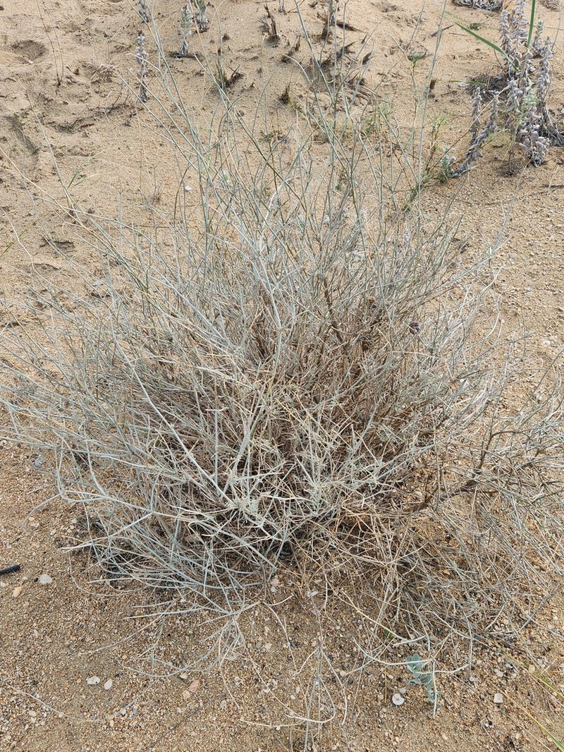 Astragalus hyrcanus photo 6