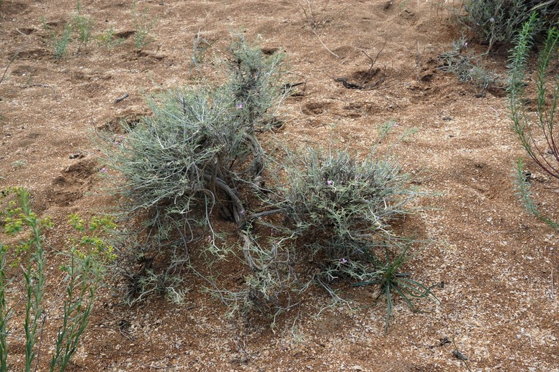 Astragalus hyrcanus photo 7