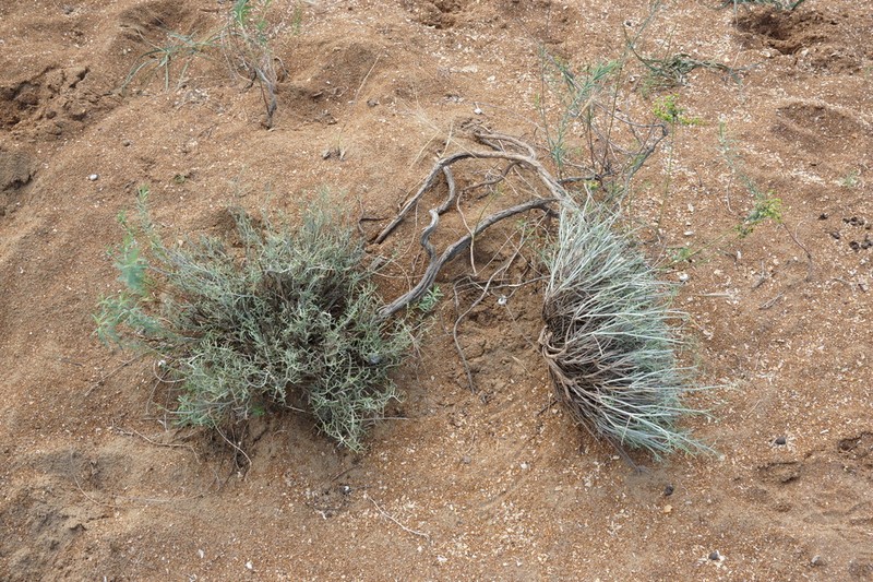 Astragalus hyrcanus photo 8