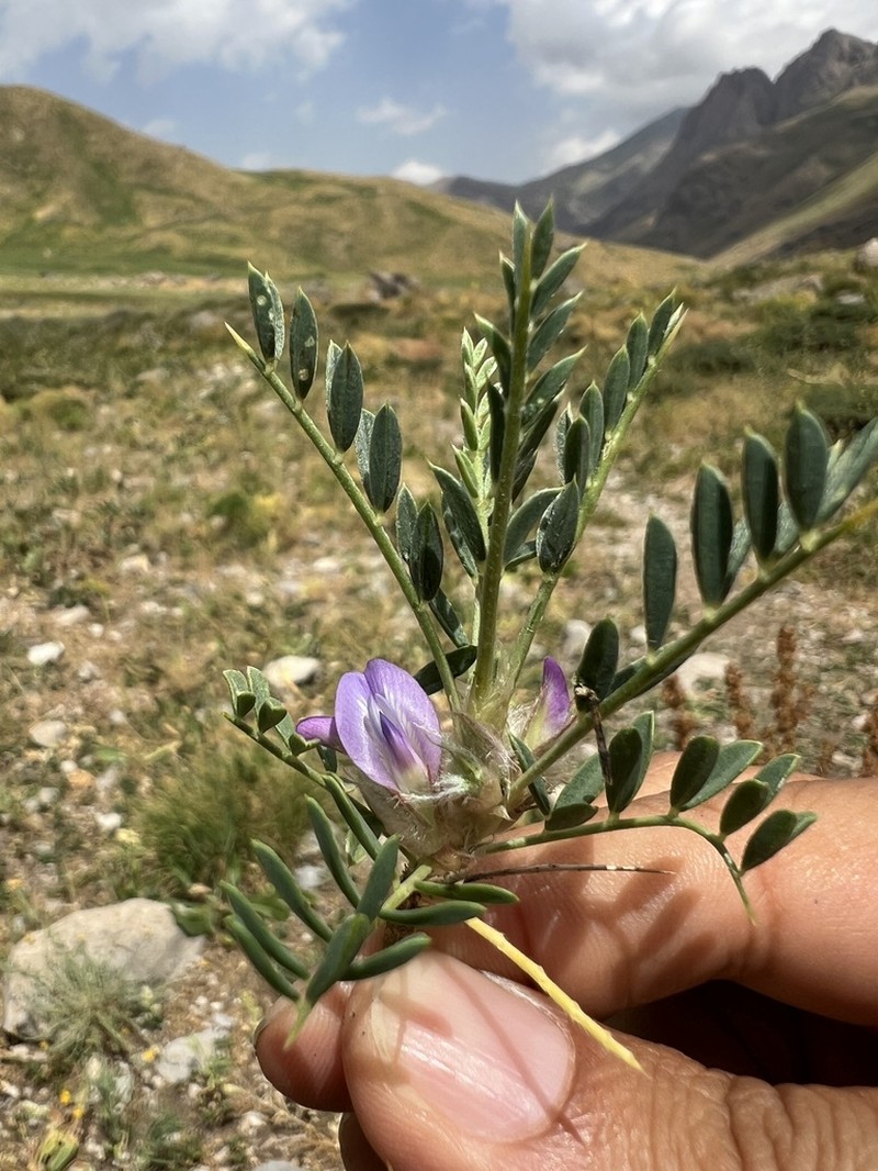 Astragalus hystrix
