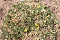 Astragalus ibrahimianus