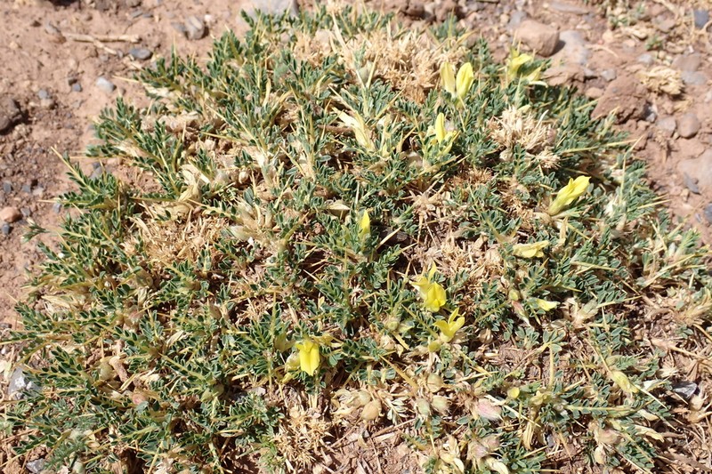Astragalus ibrahimianus