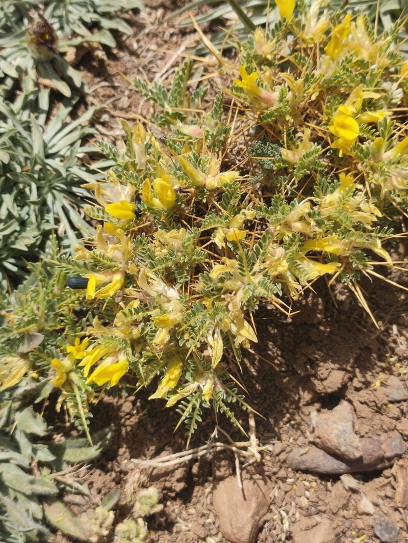 Astragalus ibrahimianus photo 2