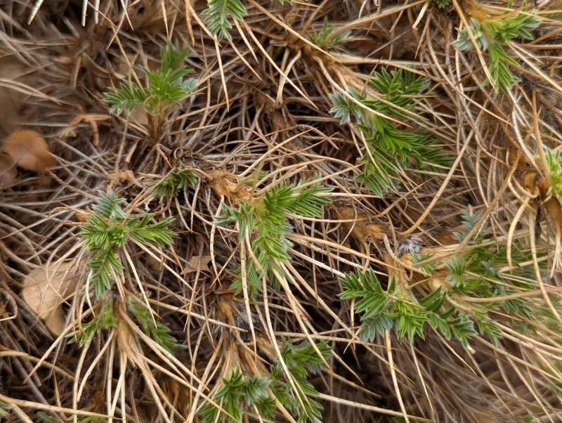 Astragalus ibrahimianus photo 3