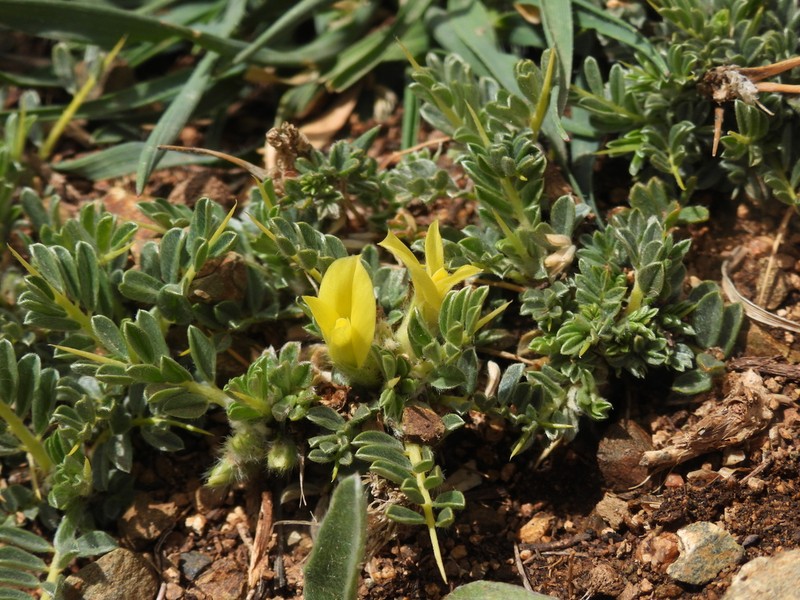 Astragalus ibrahimianus photo 4