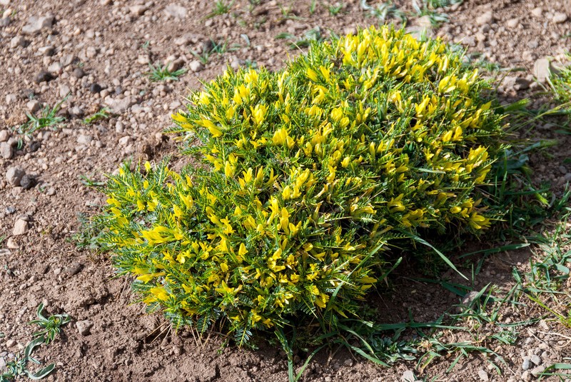 Astragalus ibrahimianus photo 5