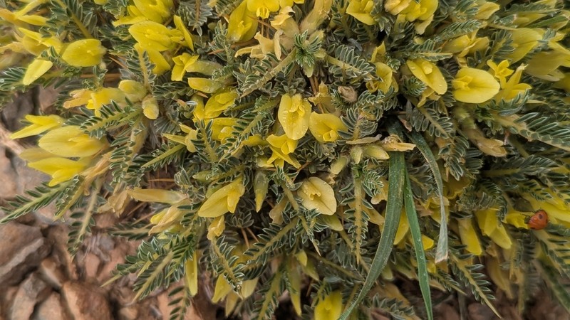 Astragalus ibrahimianus photo 6