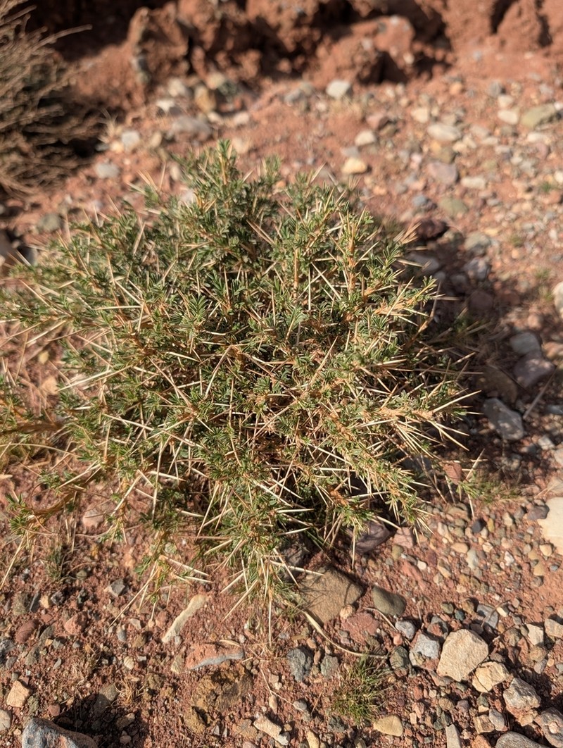 Astragalus ibrahimianus photo 7